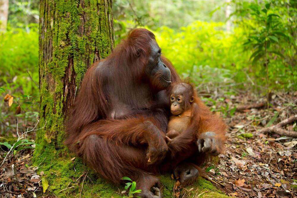 Gunung Leuser