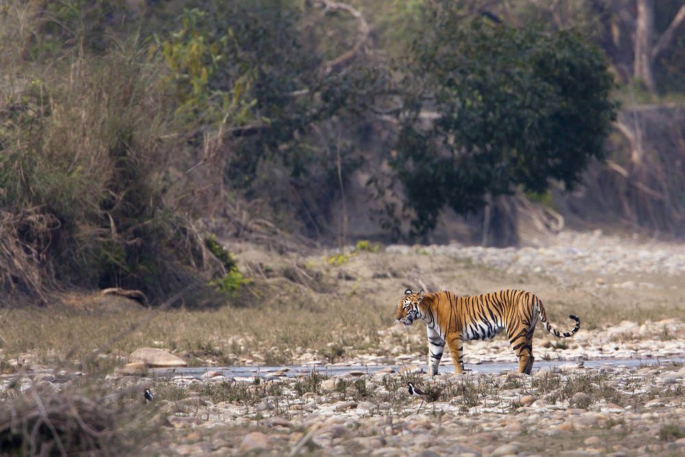 Bandhavgarh National Park