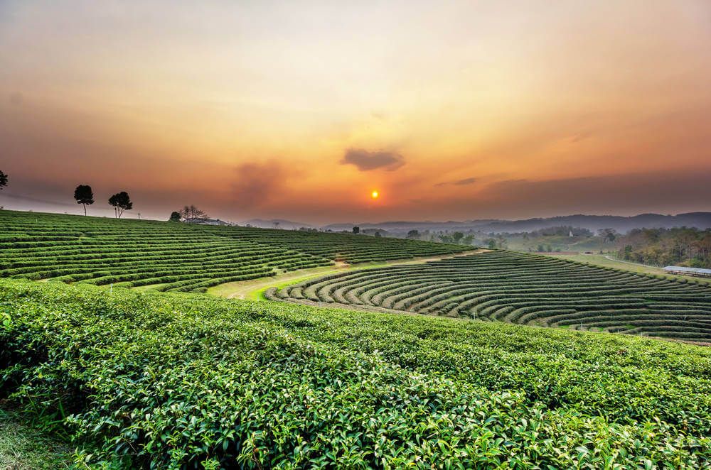 Chiang Rai