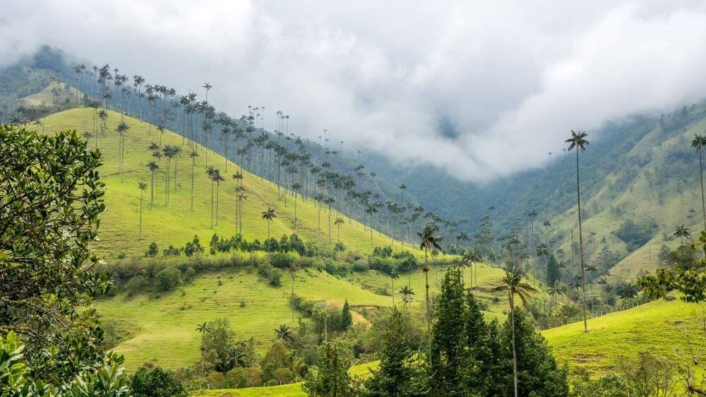 cocora