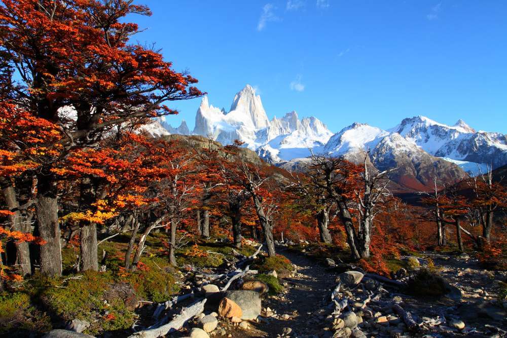 el calafate