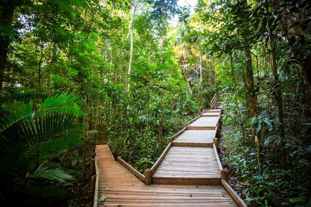 Daintree Rainforest