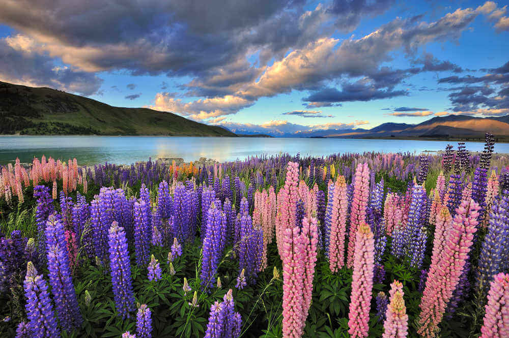 Lake Tekapo