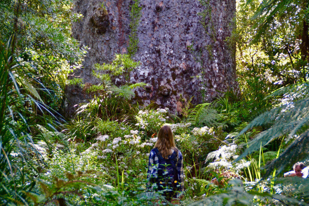 Kauri Boom