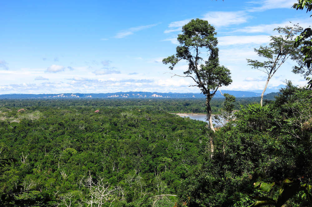 Amazon forest in the Madidi National Park Bolivia Madidi National Park