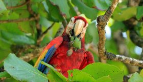 Corcovado National Park