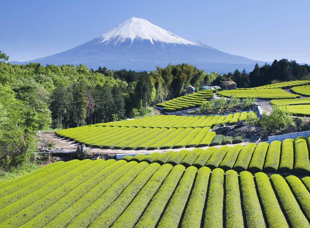 Mount Fuji