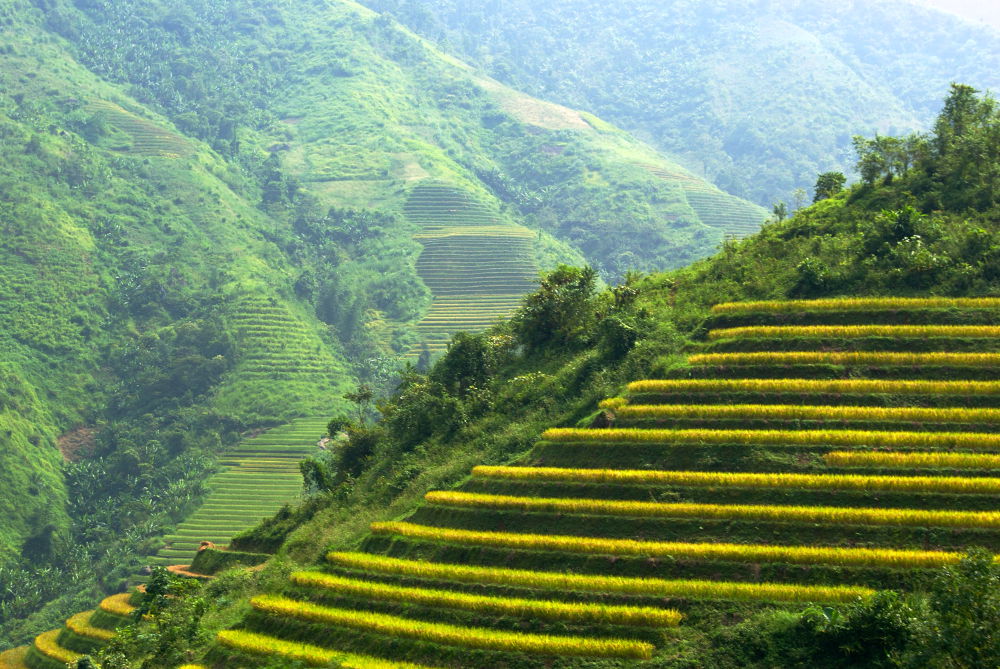 Sapa, Vietnam19 Rijstvelden van Sapa