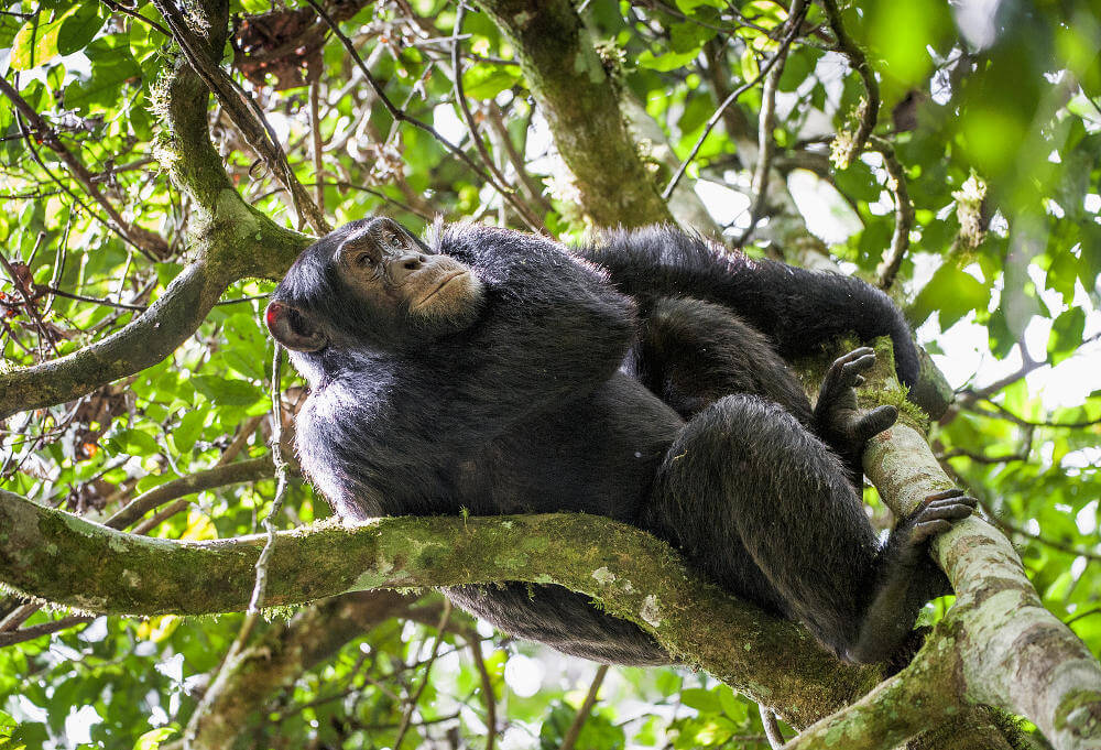 Kibale National Park