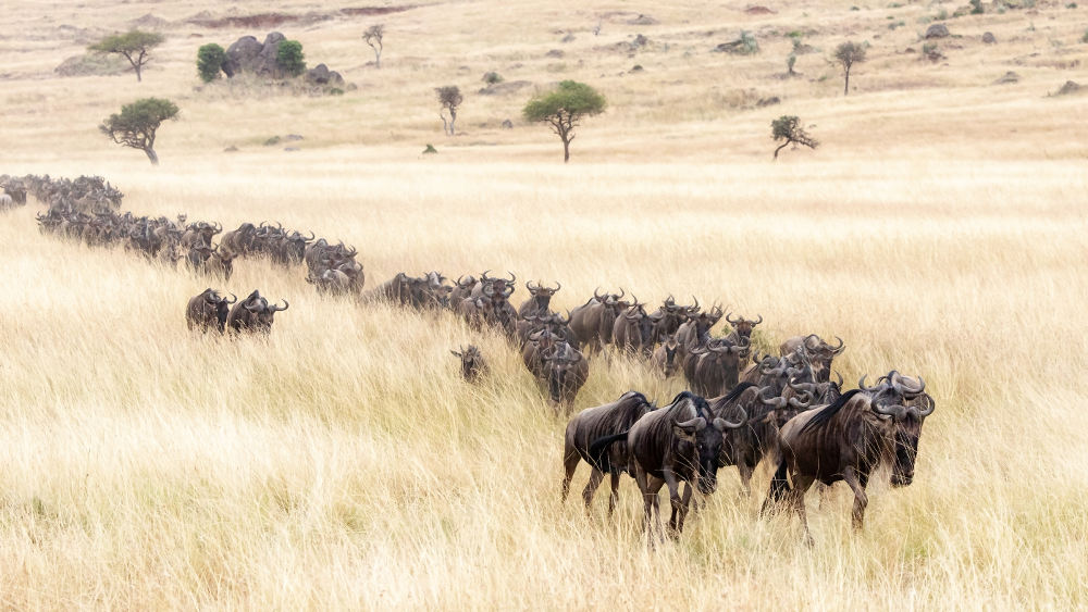 Masai Mara