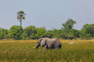 Beste reistijd voor Botswana