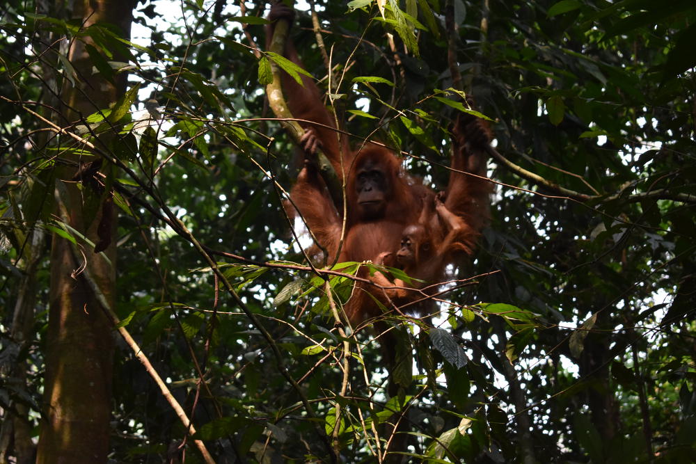 Jungle trekking in Bukit Lawang