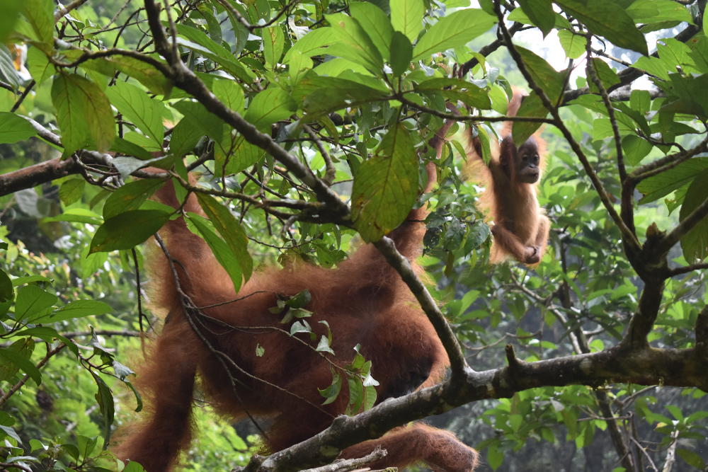 jungle trekking in Bukit Lawang