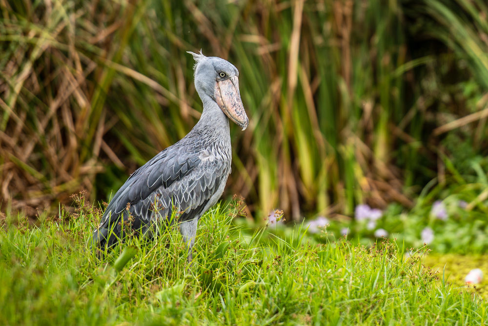 Oeganda is een indrukwekkend land, maar gelukkig nog grotendeels ongerept. Een van de beste dingen om te doen in dit unieke land is wilde dieren spotten. Maar welke dieren kun je spotten in Oeganda? Wij nemen je in deze blog een klein beetje mee  in de wildlife van Oeganda.