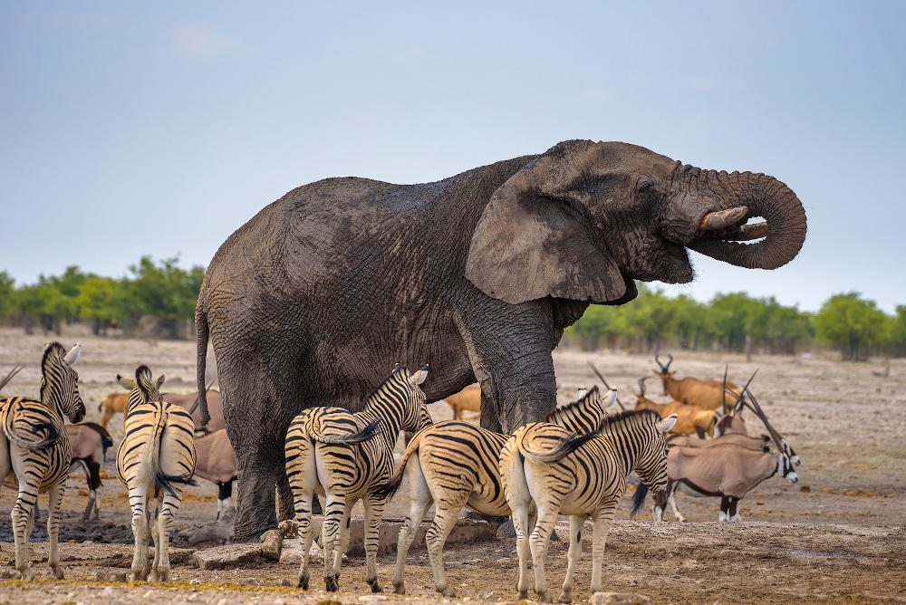 Etosha National Park