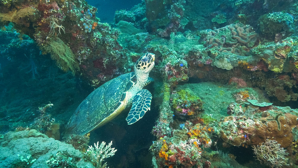 Duiken op Bali