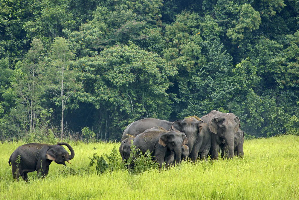 Khao Yai National Park